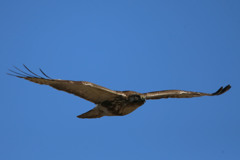 ノスリがセーフ