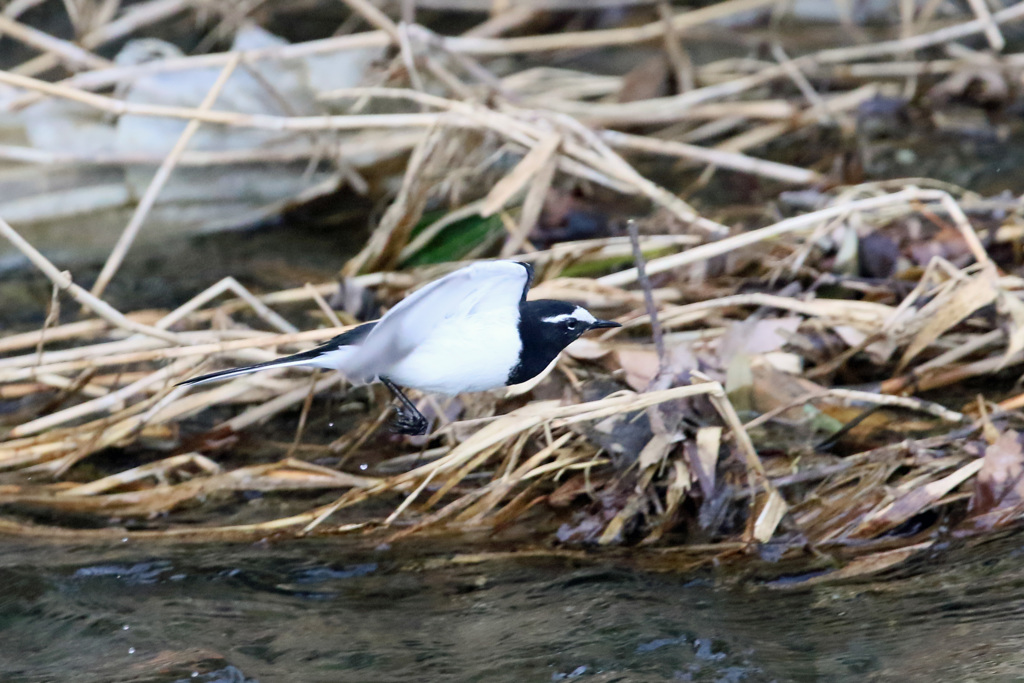 ハクセキレイ飛行中-2