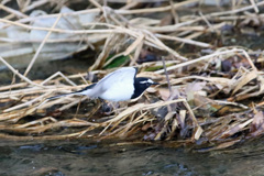 ハクセキレイ飛行中-2