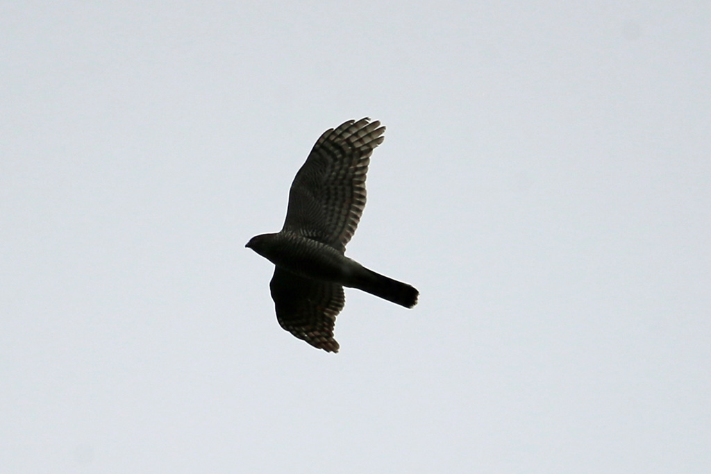 ハイタカのシルエットその2