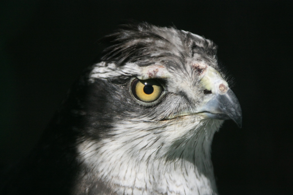 オオタカの眼光