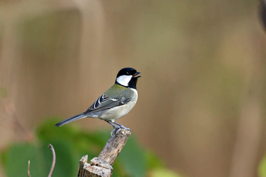 シジュウカラ定番写真