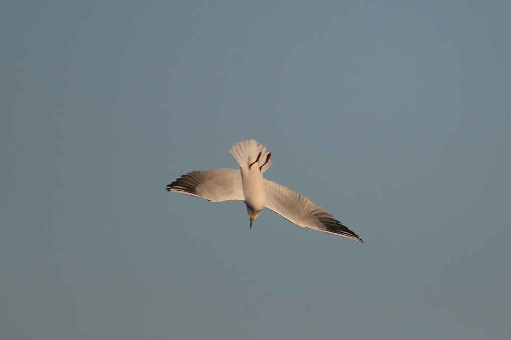 夕日を浴急降下