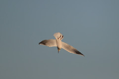 夕日を浴急降下