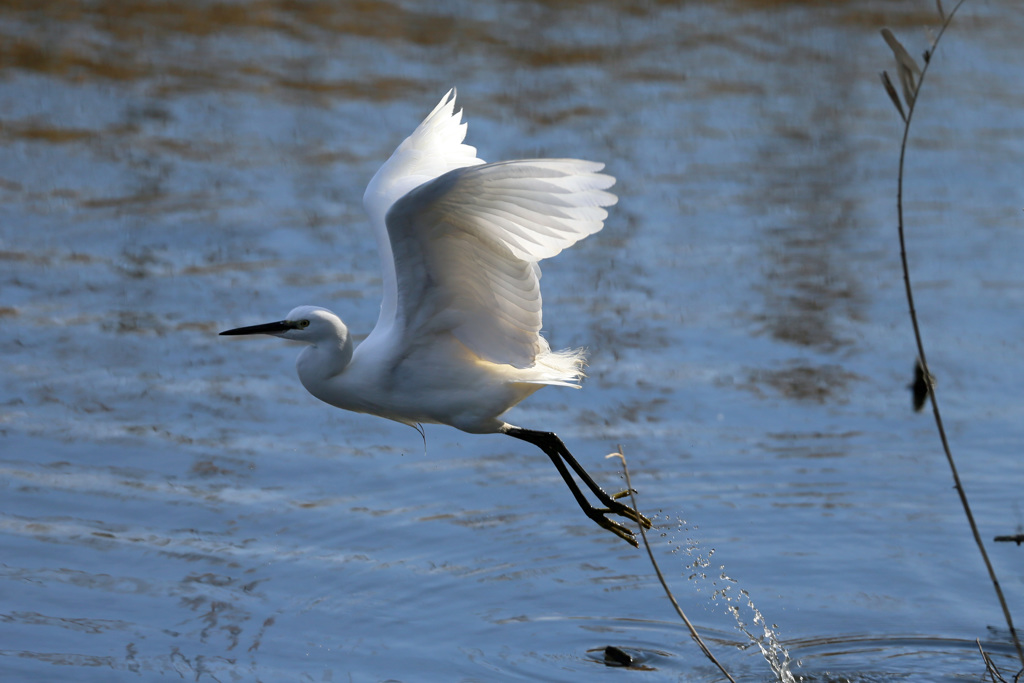 コサギ飛び出し
