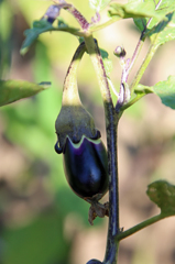 小粒のほうが美味しいよ