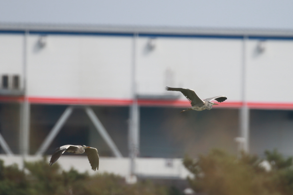 母ちゃんについて行く父ちゃん