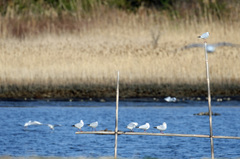 ユリカモメ占領