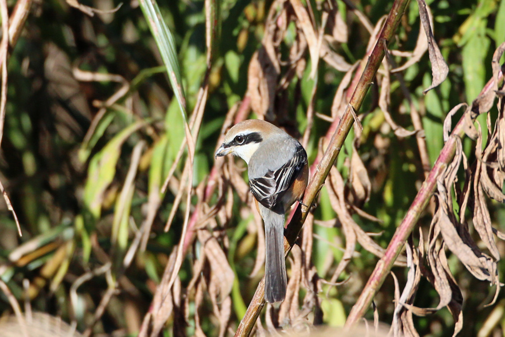 モズ振り返る-2