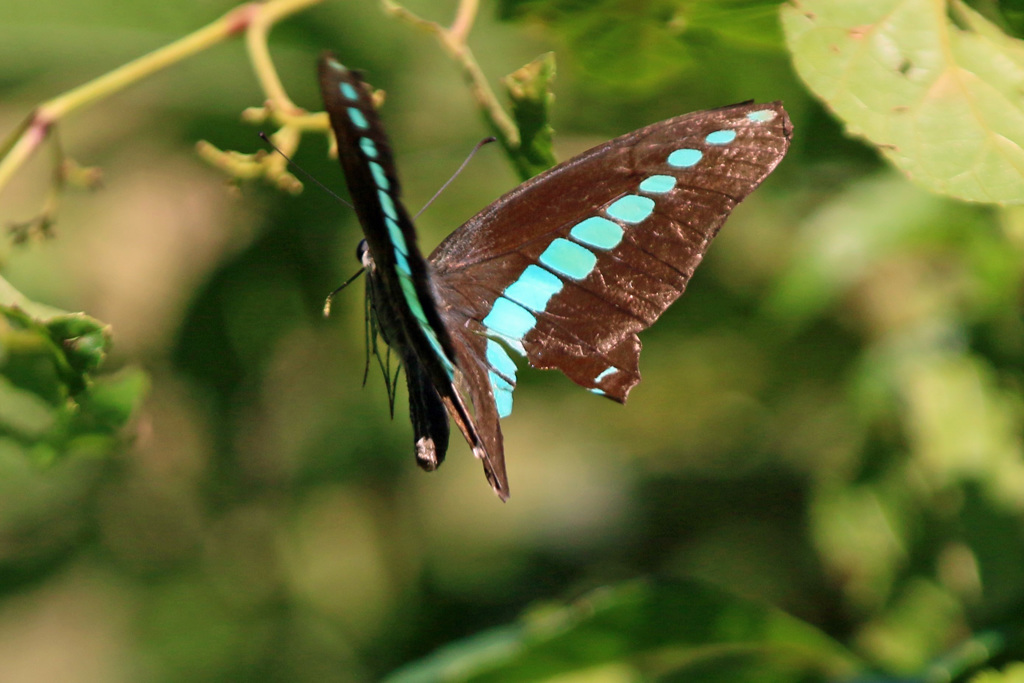 ヒラヒラアップで