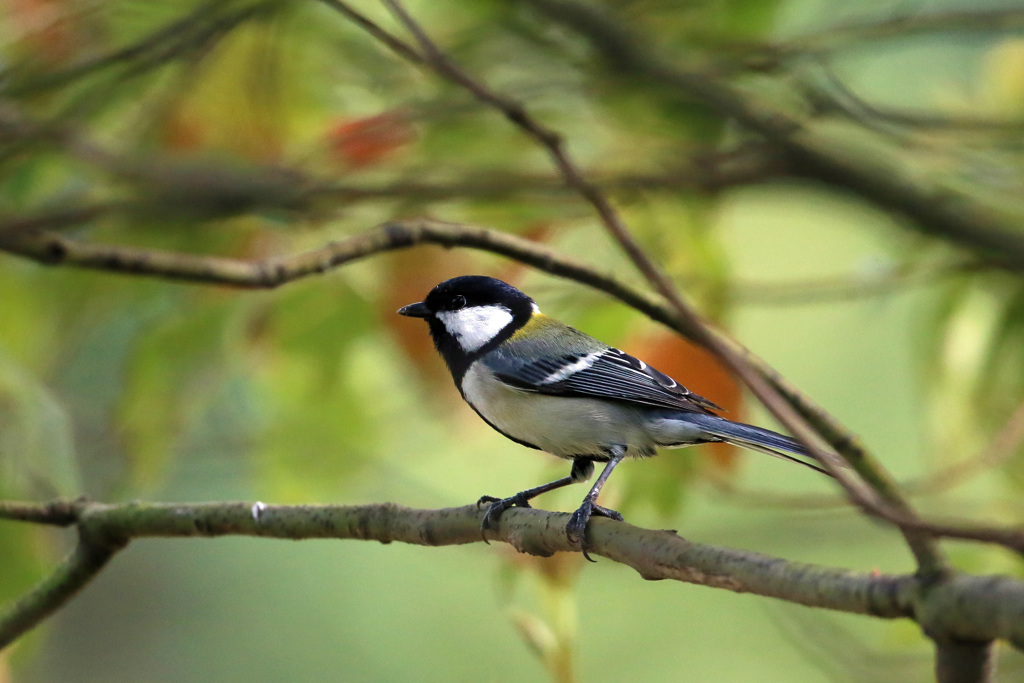 シジュウカラ発見