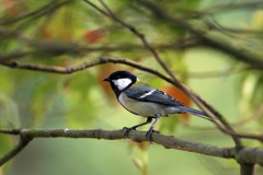 シジュウカラ発見