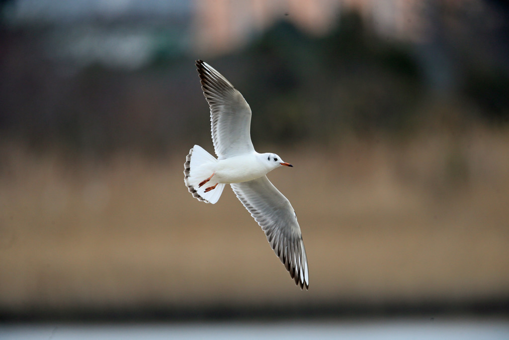 葦原の上を飛行中