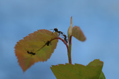 朝の挨拶。おはようさん