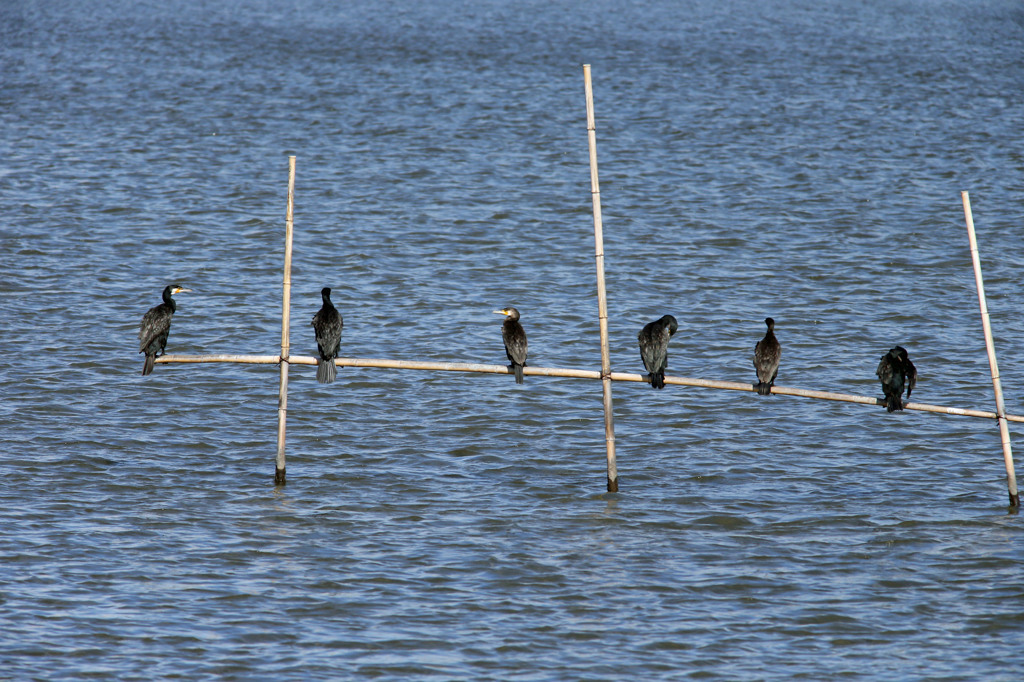 カワウの日干し