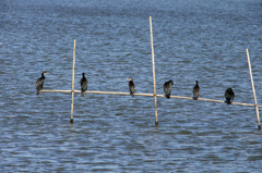 カワウの日干し