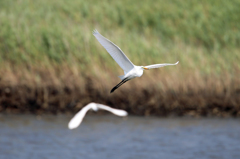 母ちゃん早くついてきて