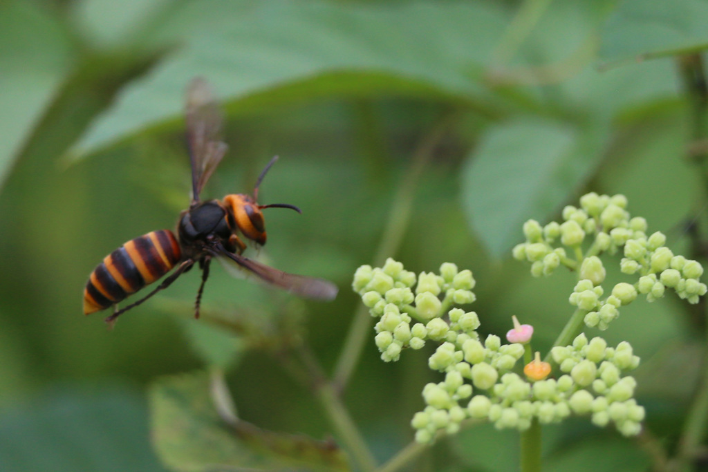 スズメバチホバリング