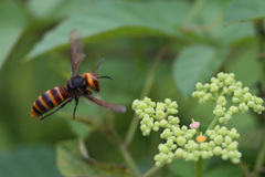 スズメバチホバリング