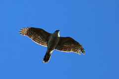 オオタカ幼鳥シルエット