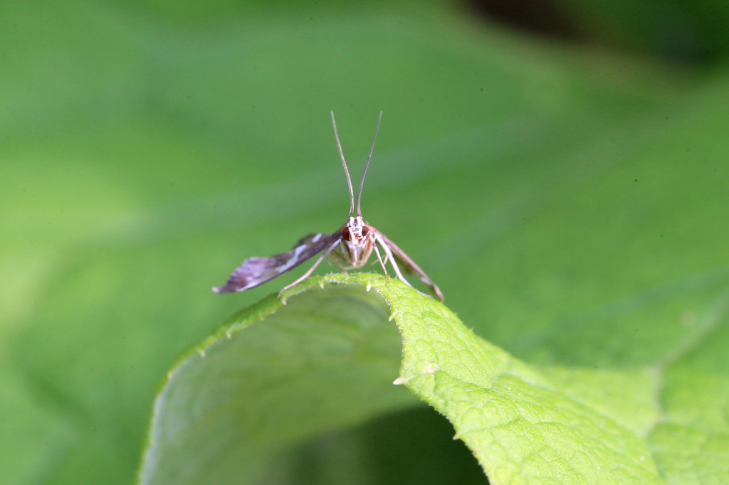 おはようさんⅡ
