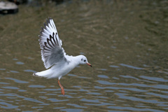 着水その3 着水その3