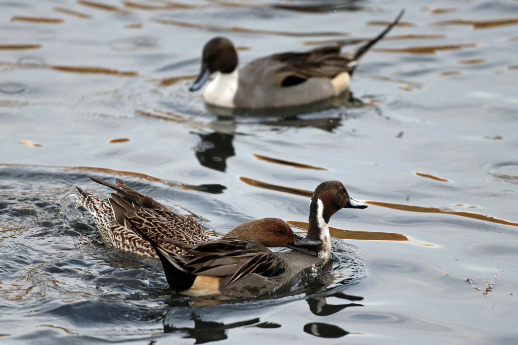 僕も恋人ほしいな