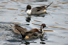 僕も恋人ほしいな