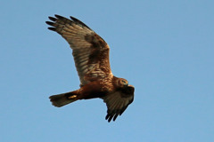 青空にチュウヒ