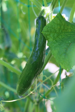 形が悪い方がおいしいよ