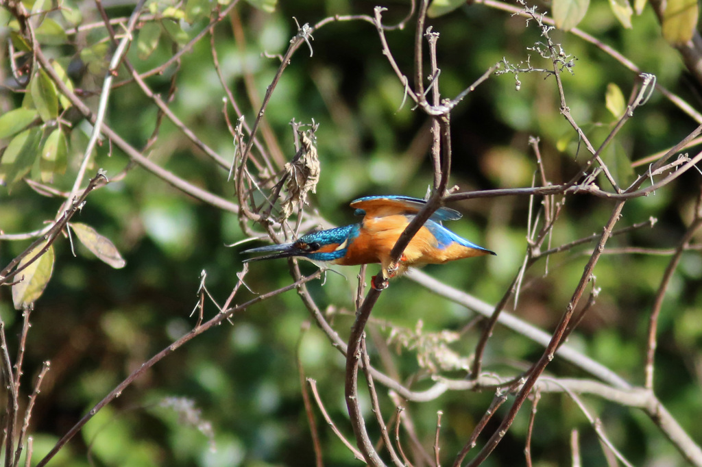 翡翠コマ送り-1