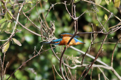 翡翠コマ送り-1