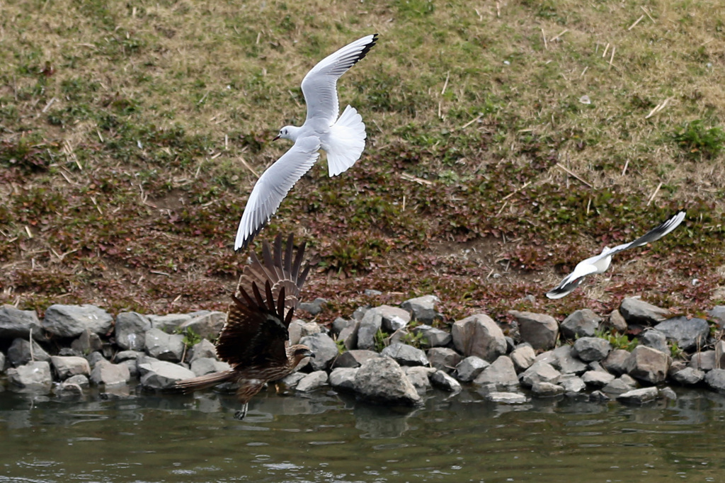 ユリカモメ逃げる