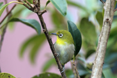 隣の木にメジロ君-7