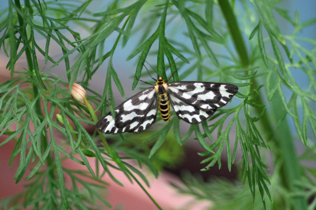 名前わかります?