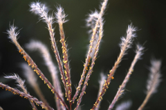 ススキの花です