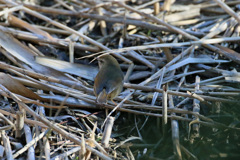 本当のウグイス色