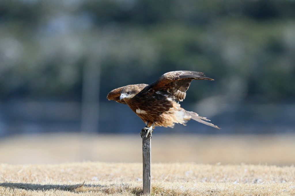 トビの飛び出しその2