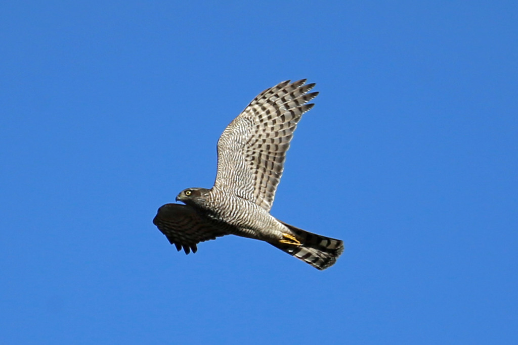 ハイタカ定番写真