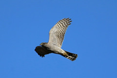 ハイタカ定番写真