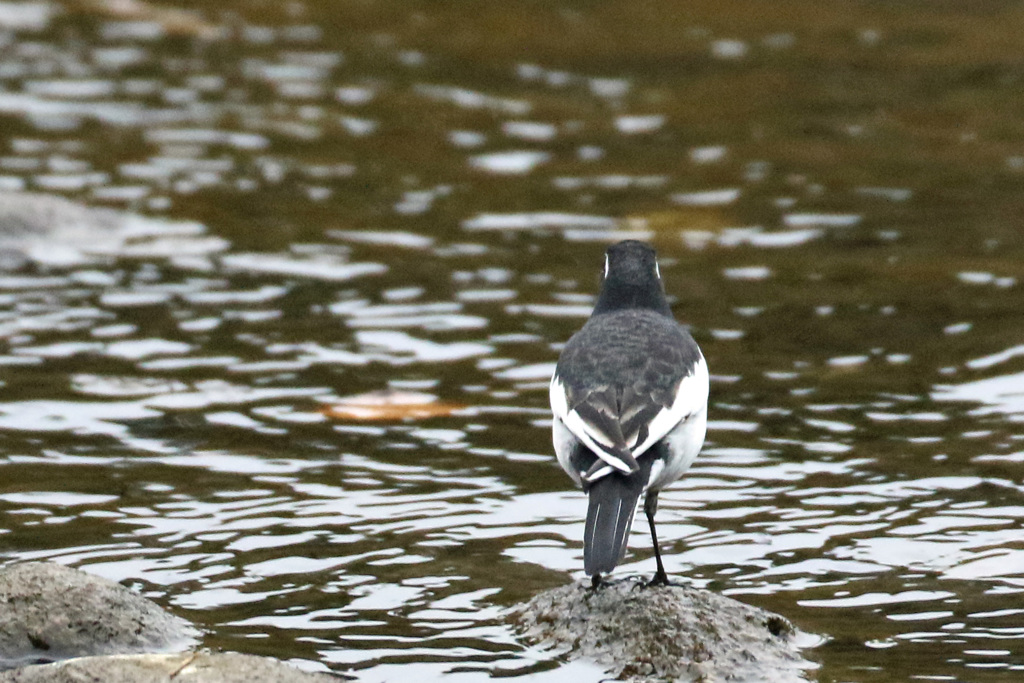 背中は何かを物語る