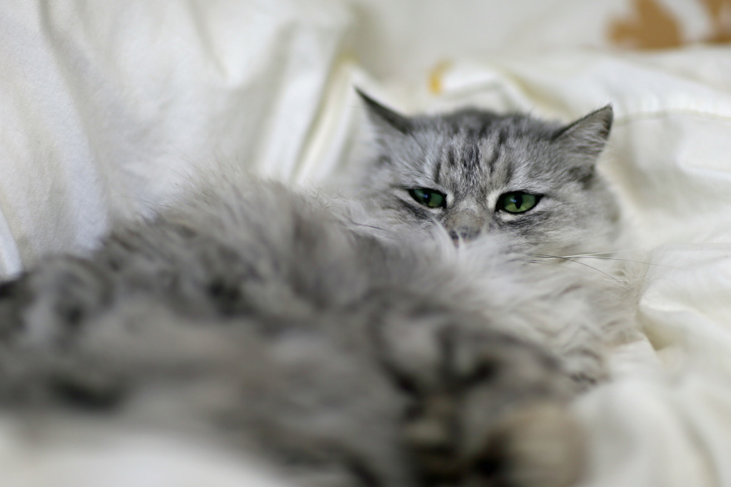 ふかふかにゃにゃ