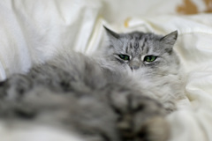 ふかふかにゃにゃ