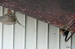 シャッター押すの遅かった