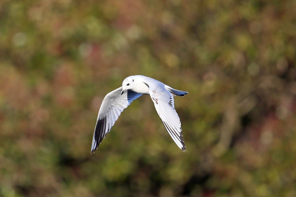 ズグロカモメ狙いを定めて