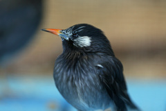 可愛いモデルさん