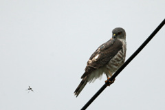 虫が気になるの