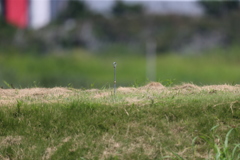 この杭気になりません？