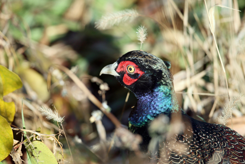 キジのポートレート