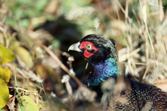 キジのポートレート